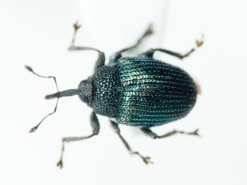 Ceutorhynchinae Gistel, 1848